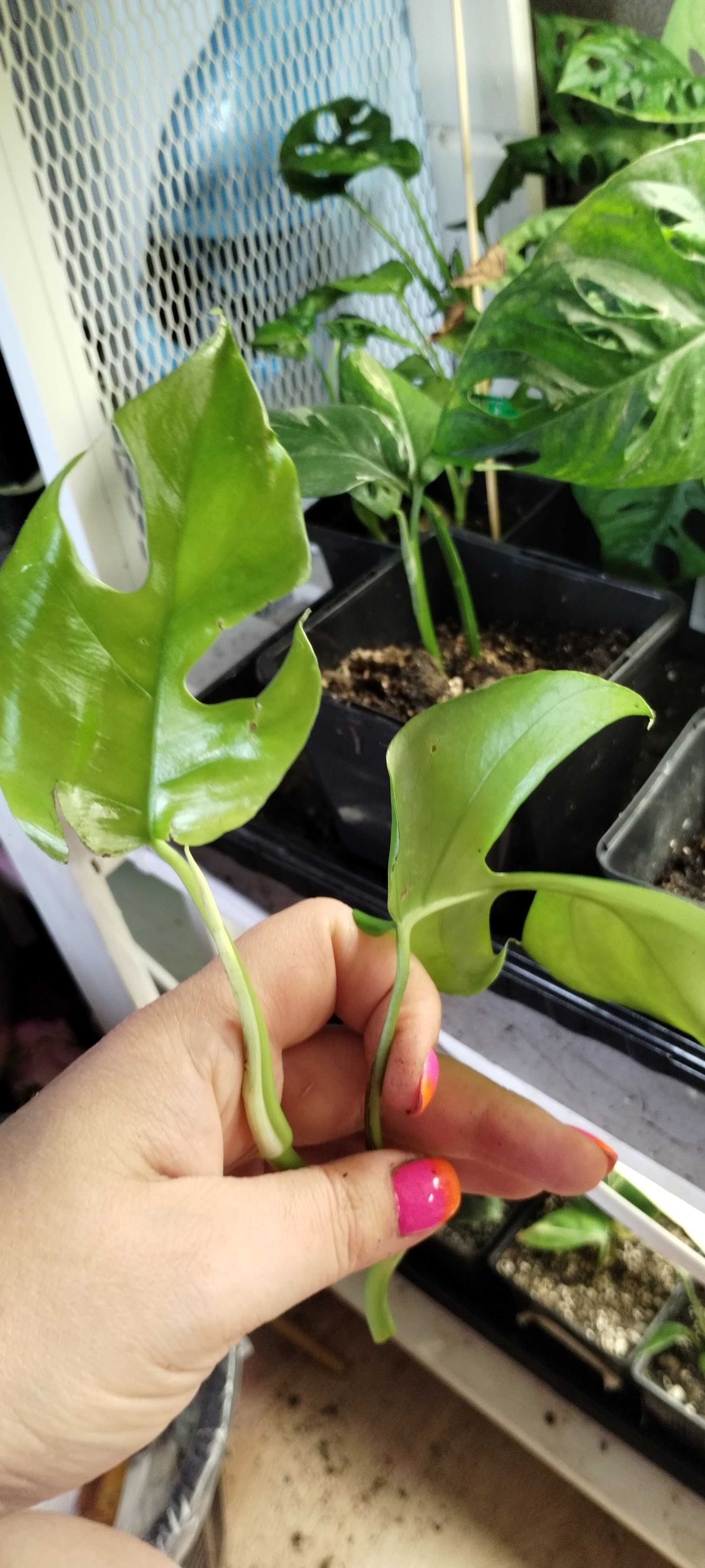 monstera piccolo/minima raphidophora tetrasperma 2listny szczyt