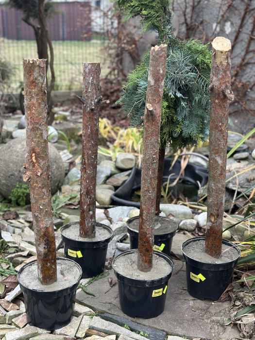 Pień w doniczcce stojak na choinkę