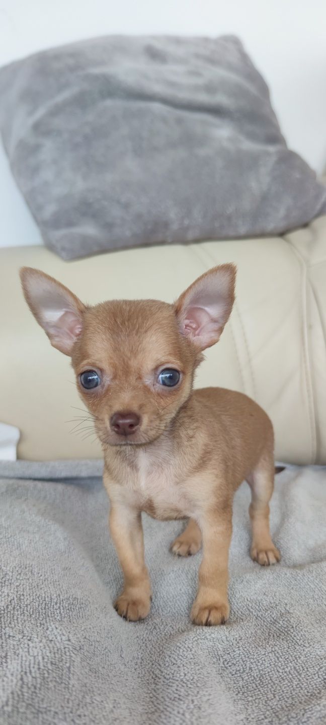 Chihuahua miniatura macho disponível