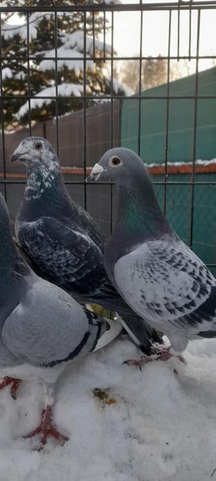 Gołębie pocztowe