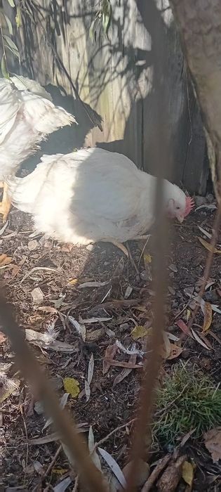 Sprzedam blojlery własnego chowu.