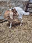 Vendo cabrito raça  Boer