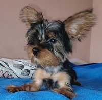 Yorkshire Terrier - piesek