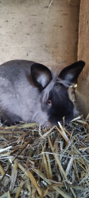 Królik z grzywą, samiec wiek 4 m-ce