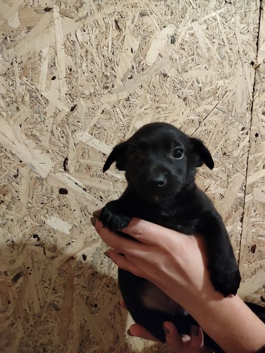 Piękne bąbelki do adopcji