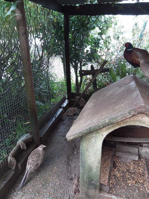 Vendo Faisoes fêmeas