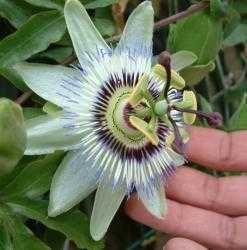 Plantas Passiflora caerulea em vaso