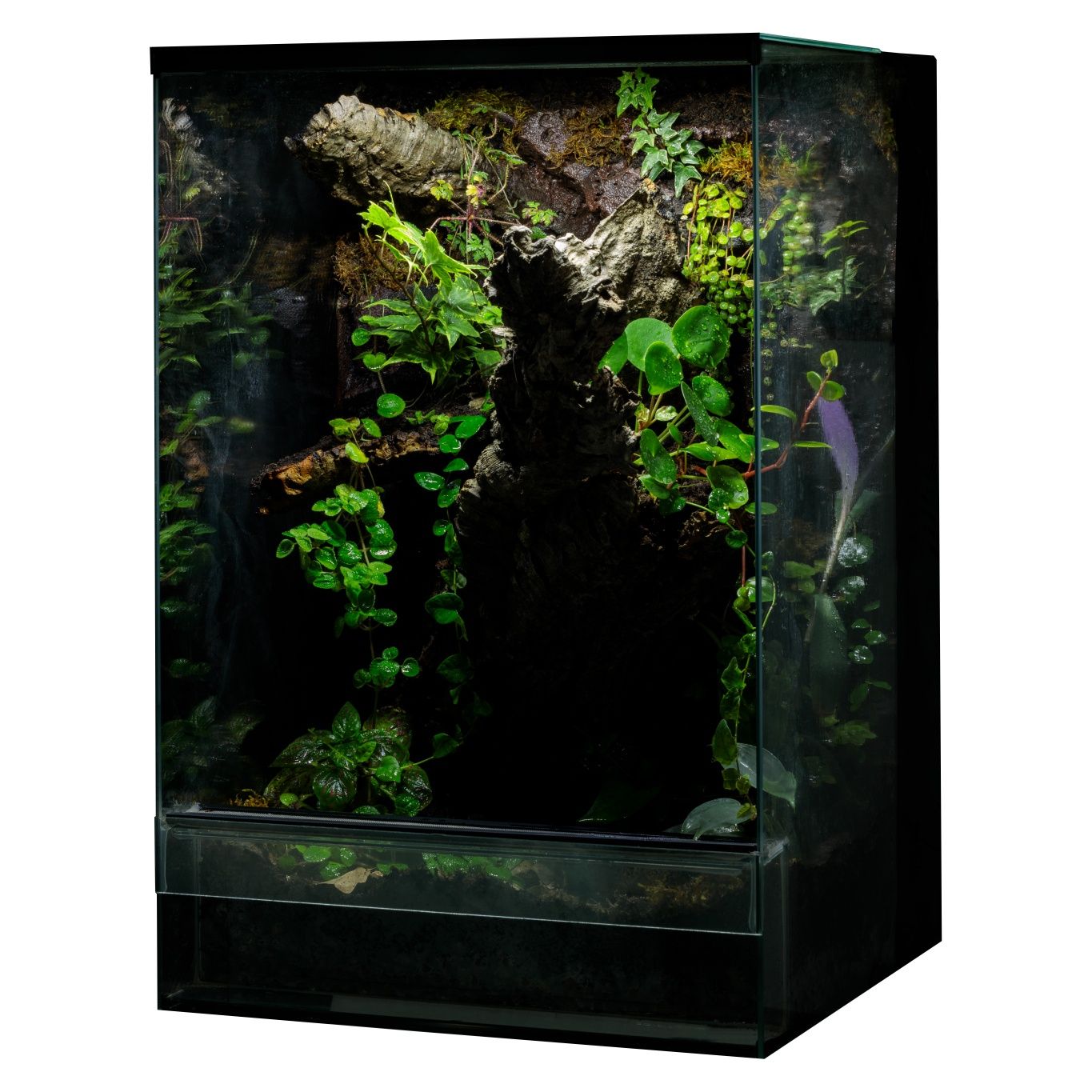 Terrarium tropikalne gekon paludarium