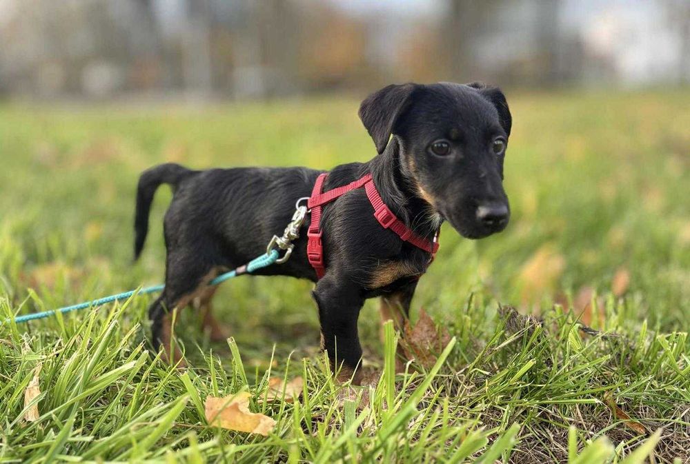 Malutka, przesłodka Nela czeka na domek