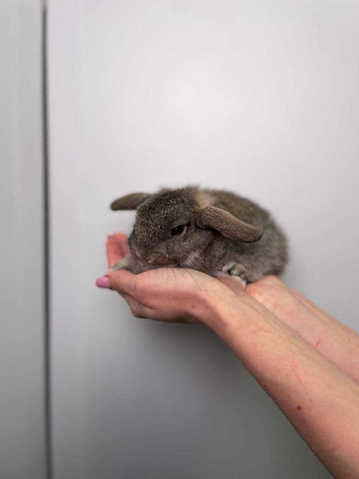 маленькі карликові кролики до свят, найкращий лагідний подарунок