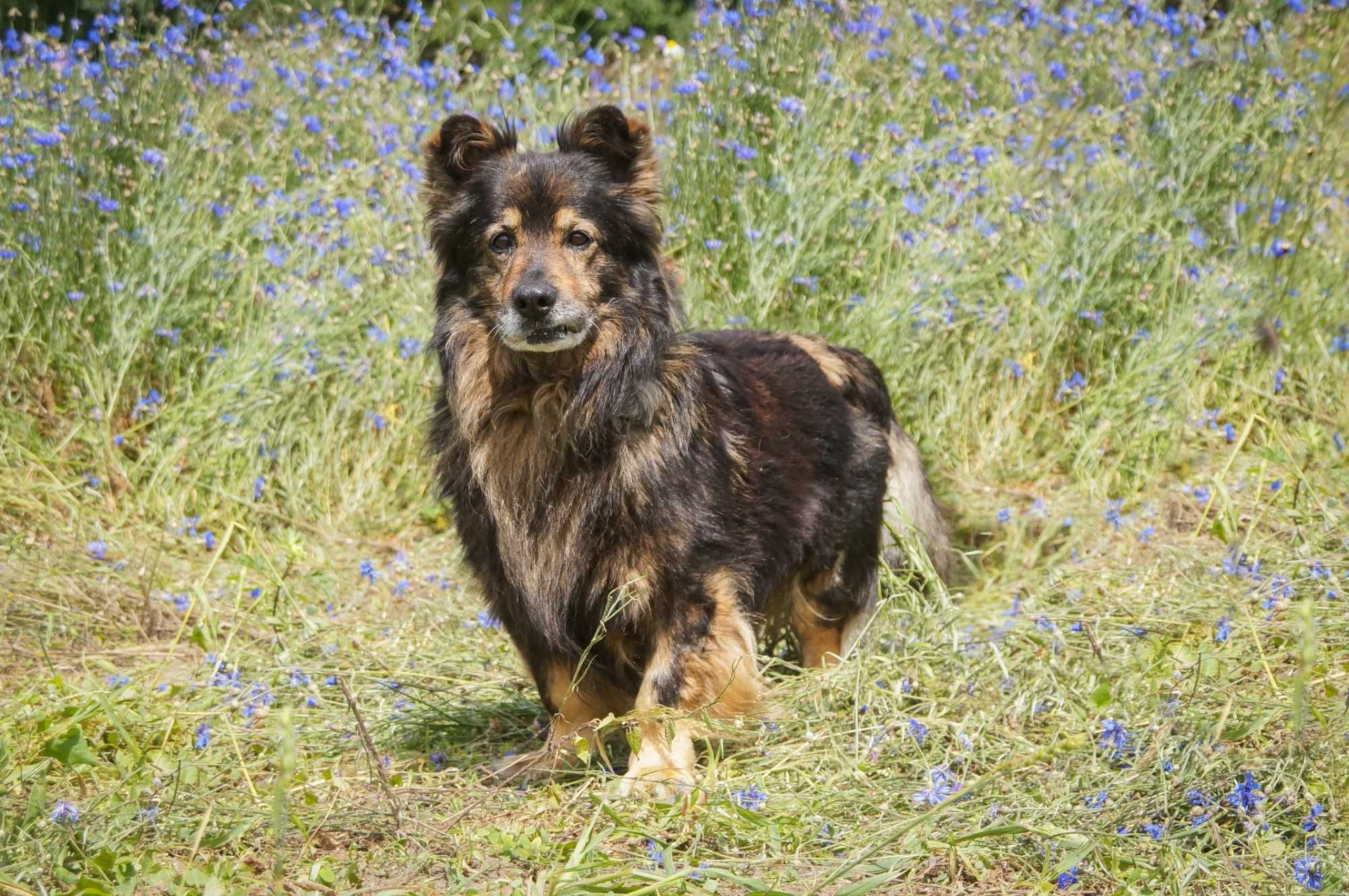 Misiu - kochany seniorek do adopcji.