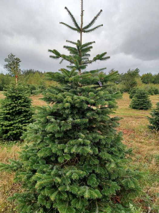 Jodła kaukaska cięta 1. KLASA 200-250cm