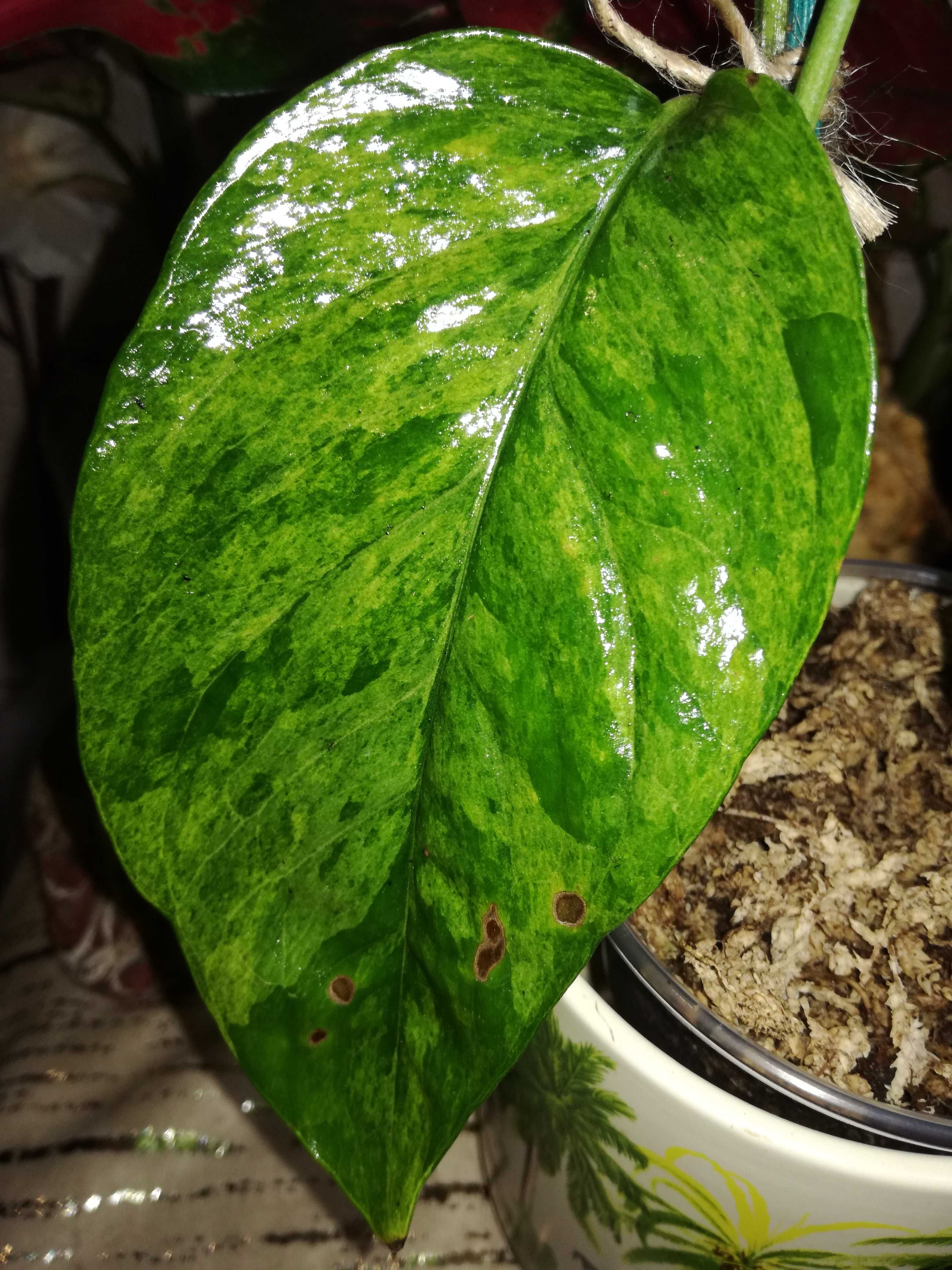 Epipremnum Cebu Blue Aurea Marble Tricolor Variegata philodendron