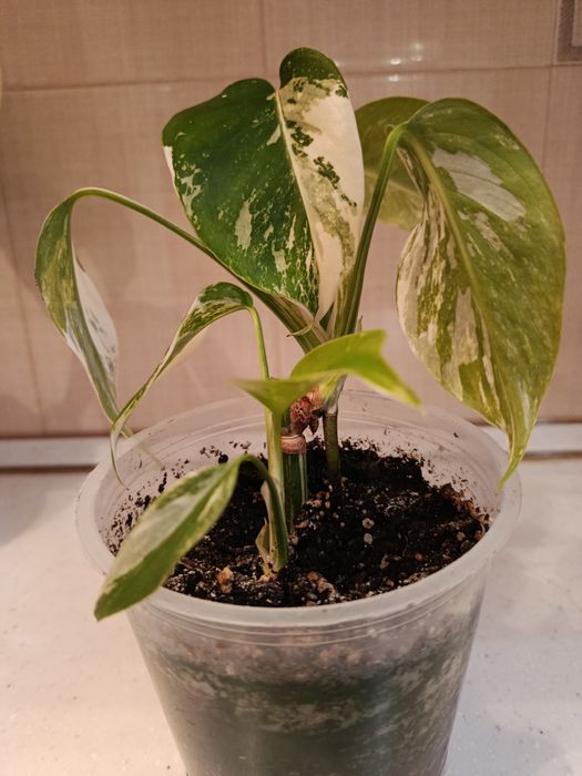 Монстера Альба мраморна