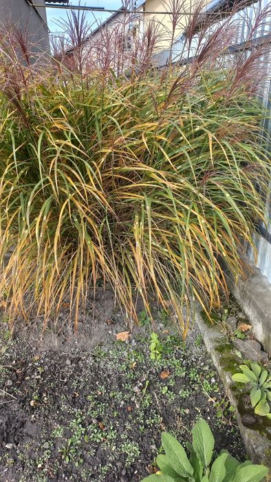 .Міскантус зебрина.