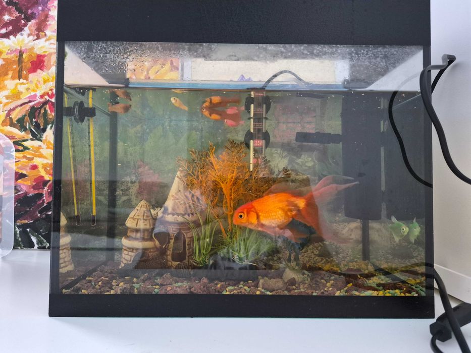Акваріум з рибками