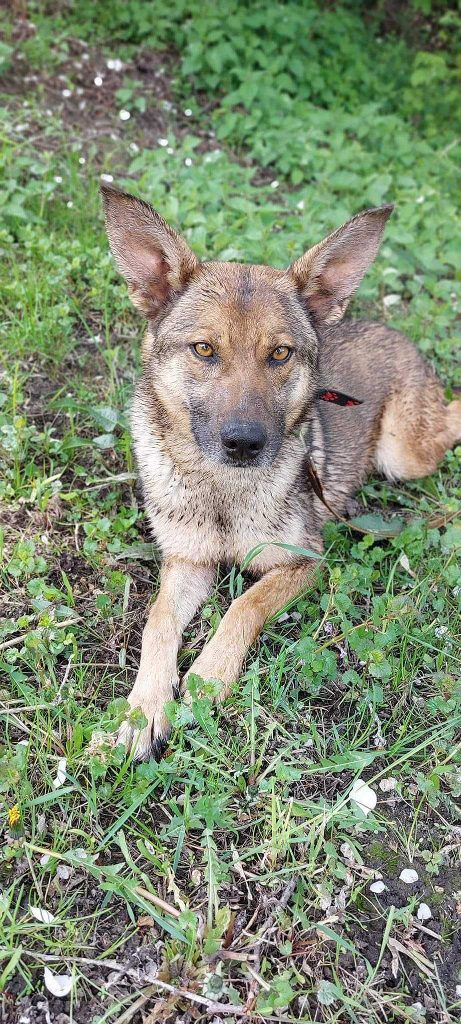 Młoda sunia w typie malinoisa szuka domu