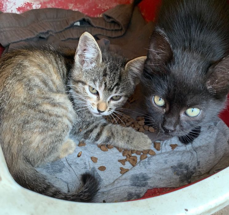 Adoção gatinhas bebés