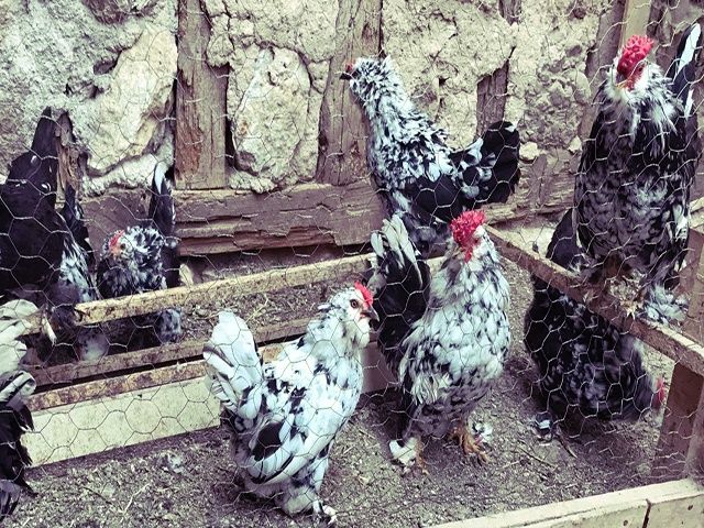 Інкубаційне яйце та курчата.Мільфлер: фарфоровий, мармуровий, ізабелла