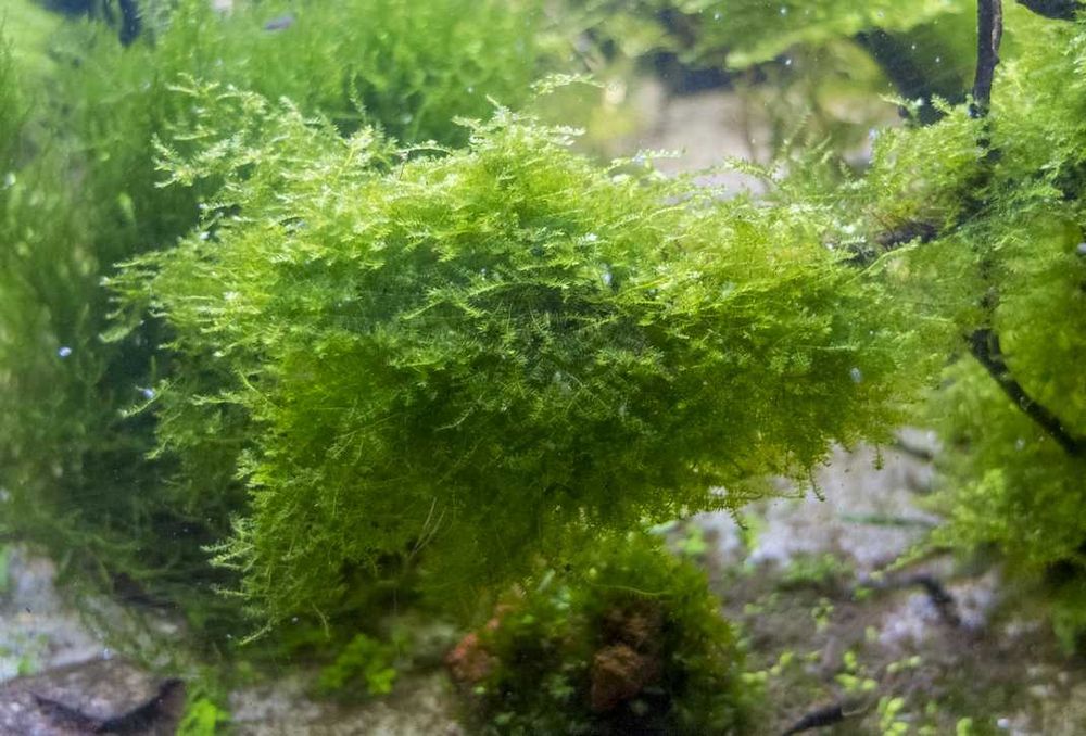 Krewetki niebieskie 10x + mchy do krewetkarium gotowy zestaw wysyłka