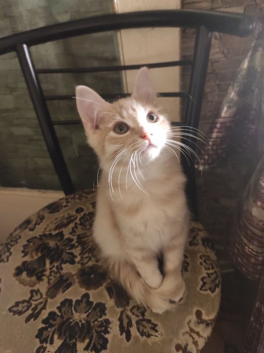 Безкоштовно котик