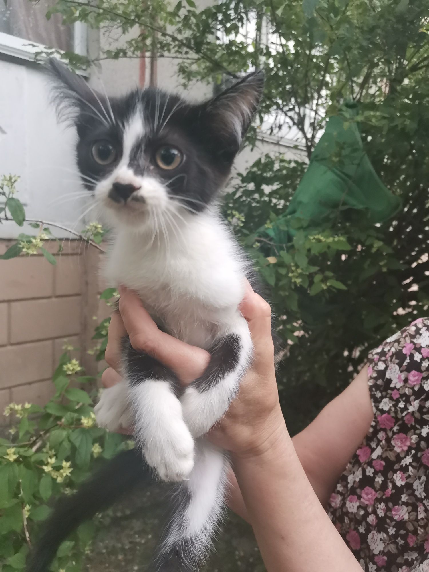 Котик в Добрі ручки