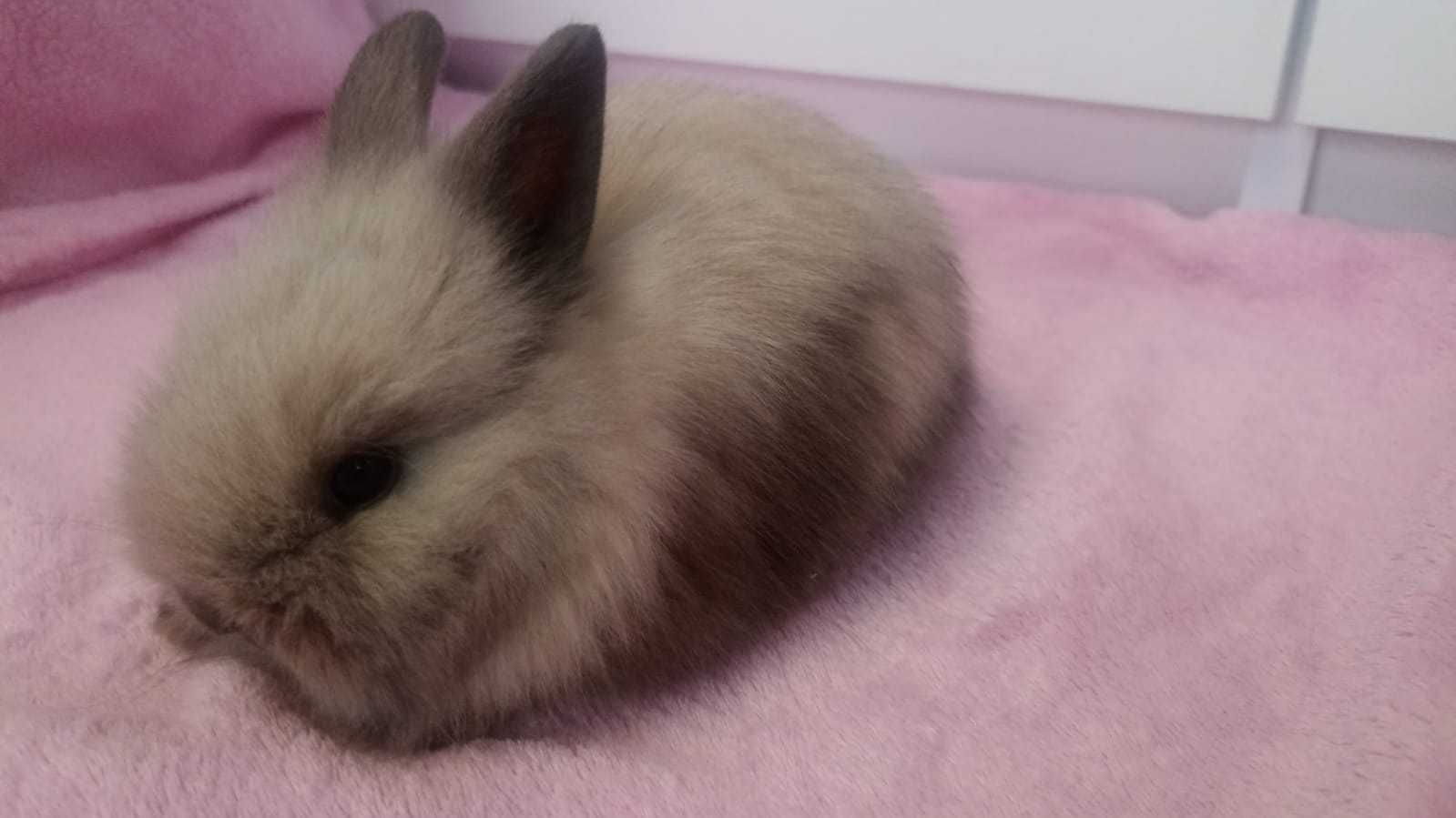 Królik Karzełek Teddy królik Miniaturka gotowe do odbioru króliczki