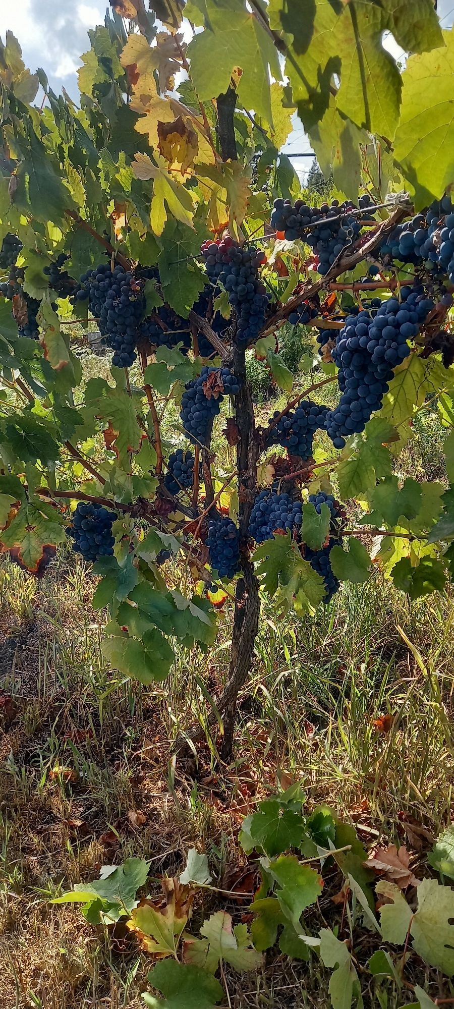 Uvas para venda de boa qualidade