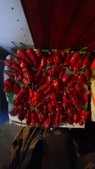 Planta malagueta piripiri, gardênia