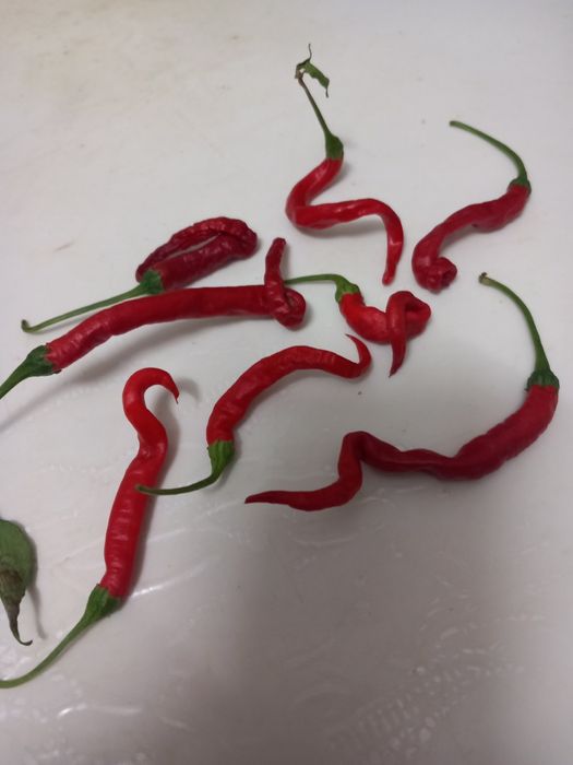 Malaguetas africanas