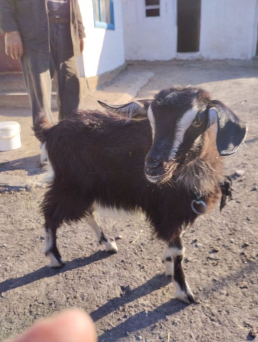 Козеня шукає дім