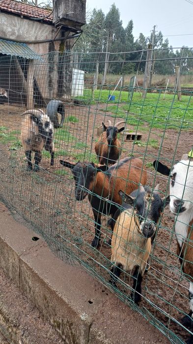 Cabras anas todas prenhas 10 fêmeas e um macho