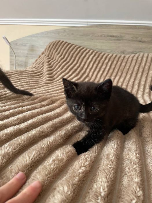Безкоштовно котики
