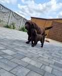 Labrador retriever suczka