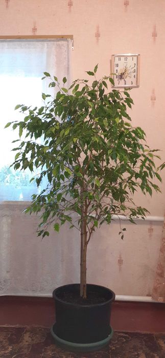 Фікус Бенджаміна