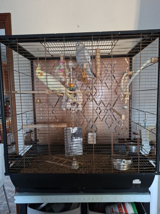 Gaiola com caturras domesticadas