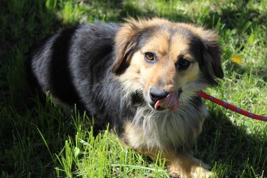 103031 Pawełek do adopcji