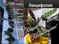 Ктенанта Калатея Ланцифолия Варшевича Маранта Керховена Фасцинатор