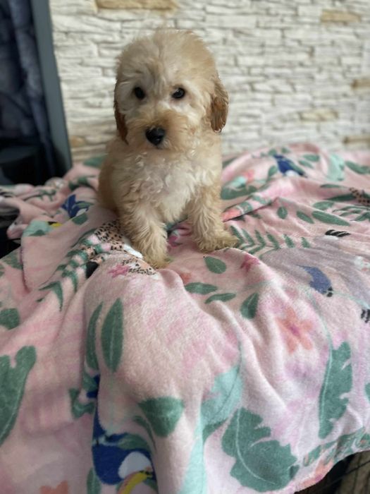 Pudel miniaturowy samiec badania