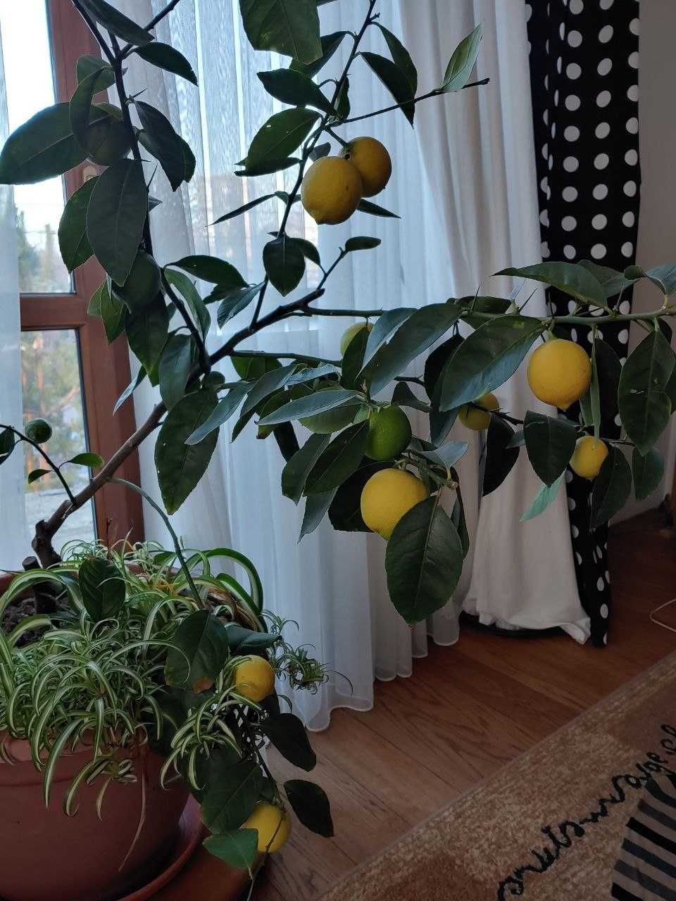 Саженцы лимона Саджанці лимона