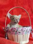 Mini dziewczynka chihuahua krótkowłosa (isabella) z rodowodem FCI