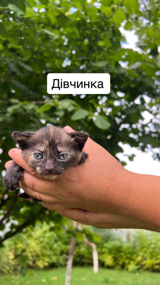 Віддамо кошенят в добрі руки!
