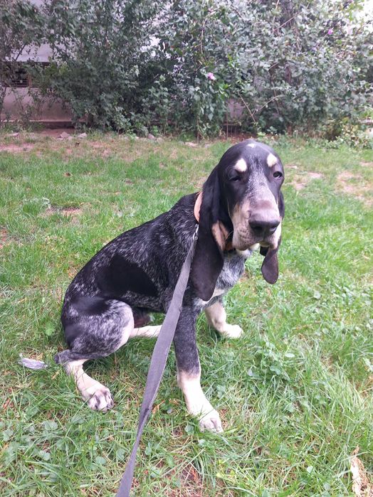 Szczeniak mały gończy gaskoński