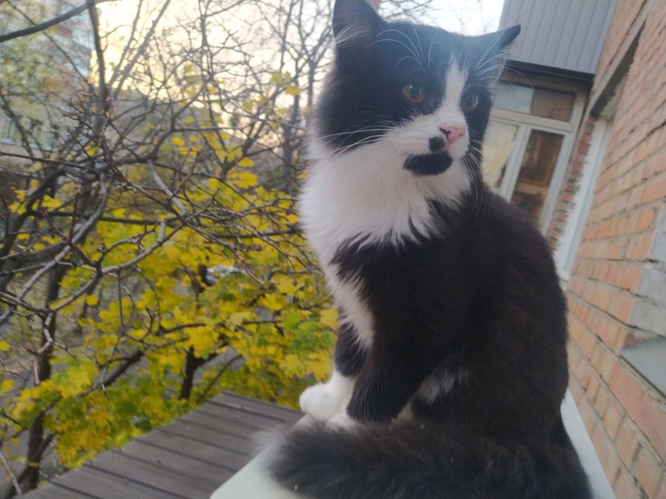 Віддам гарного котика