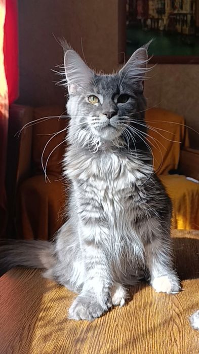 Кошечка породы Мейн Кун