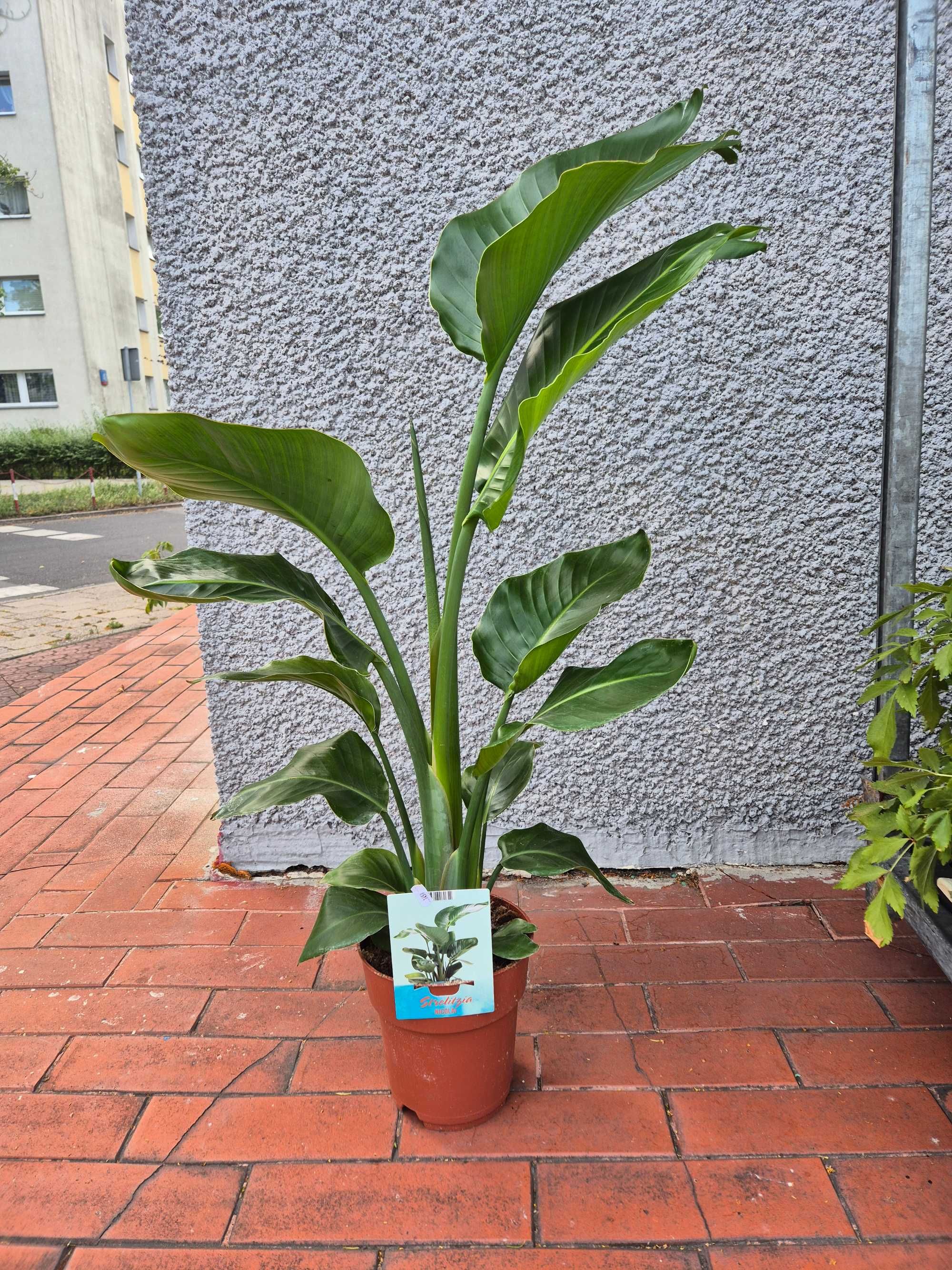Strelicja Nicolai biała 2 rośliny w jednej doniczce 110cm