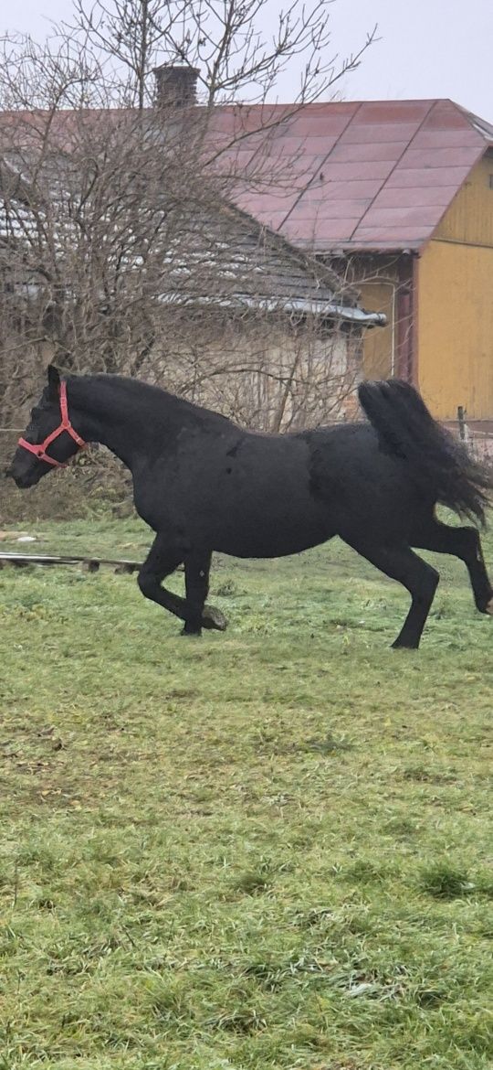 Klacz Śląska z Licencją Programowa