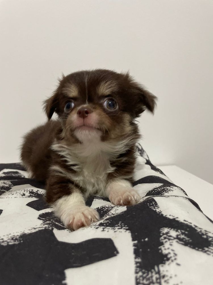 Chihuahua Femea mini Chocolate