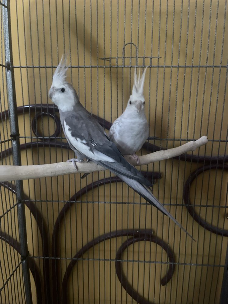 Caturras machos