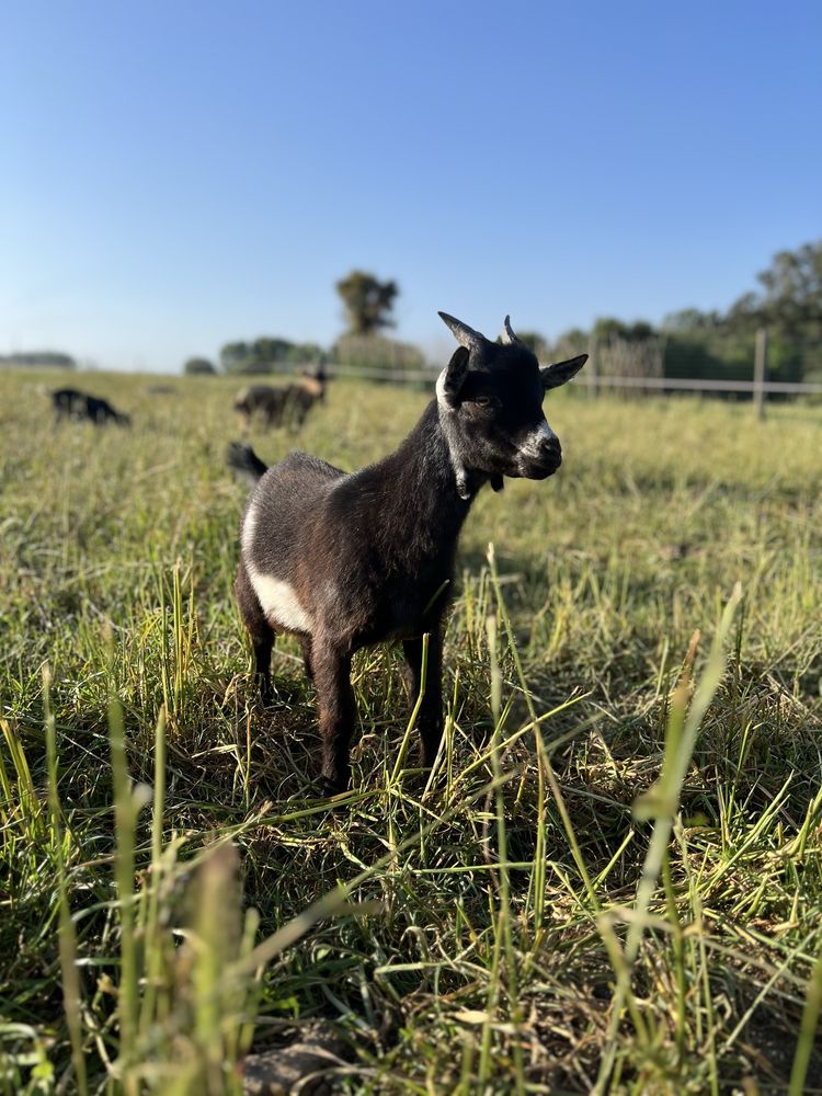 Cabrito anao macho